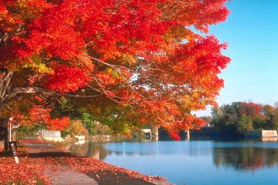 Maple leaves in Canada