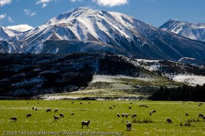 New Zealand nature