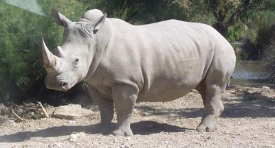 A white Rhino