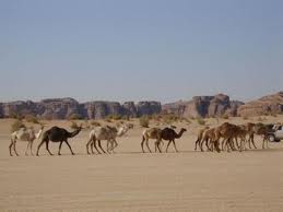 Camels in a large desert
