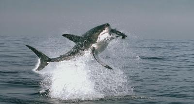 Shark jumping