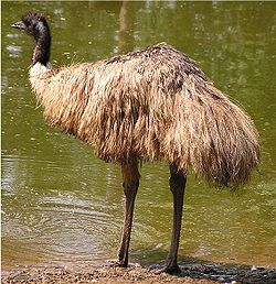 an emu