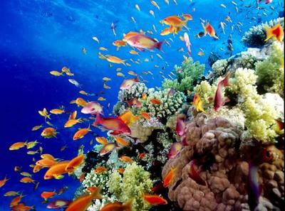 Great barrier reef