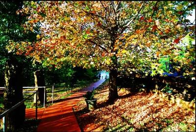 The color of a maple tree on Mt. Tamborine