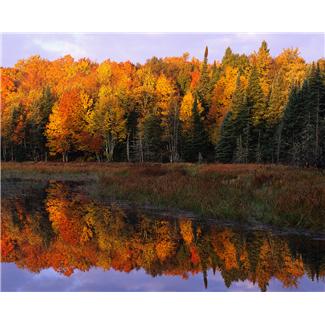 Beautiful forest with fall colors