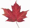 Canadian maple leaf