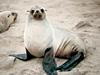 True seal