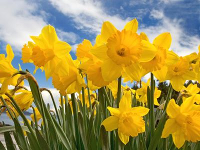 Daffodil - National flower of Wales