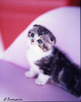 Scottish Fold cat