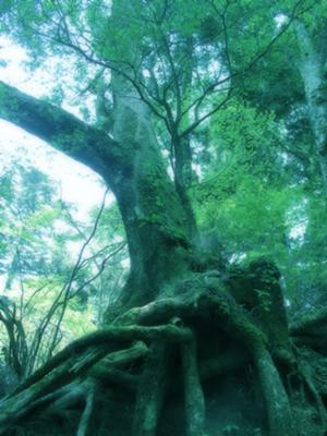 The Welsh woods