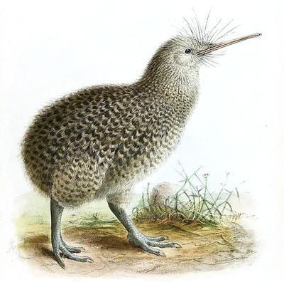 Kiwi bird