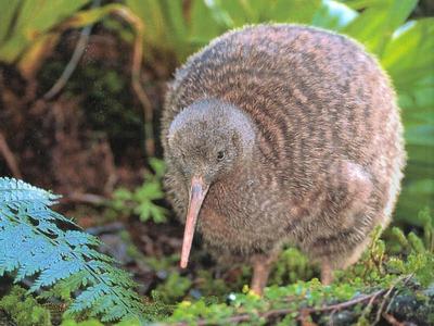 Kiwi bird