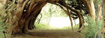 The Yew Tunnel