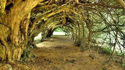 The Yew Tunnel